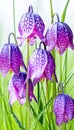 Purple and pink checkered Fritillaria Meleagris in a fresh spring setting