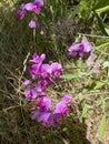 Purple pink chickling pea flower , Lathyrus on a field Royalty Free Stock Photo