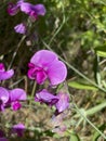 Purple pink chickling pea flower , Lathyrus on a field Royalty Free Stock Photo