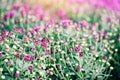 Purple pink chrysanthemum flowers decoration festival celebration - autumn garden chrysanthemum blossomin in pot