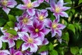 Pink clematis Clematis lanuginosa in bloom Royalty Free Stock Photo