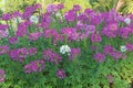 Purple Pink Cleome Spinosa or Spiny Spider Flowers Blossoming in the Garden Royalty Free Stock Photo