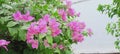 Purple Pink Colored Flowers with Green Leaves