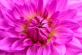 Purple pink colourful dahlia flower macro photo with intense vivid colors beautiful fresh blossoming dahlia flower head details Royalty Free Stock Photo