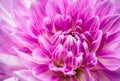 Purple pink colourful dahlia flower macro photo with intense vivid colours of beautiful fresh blossoming dahlia flower head detail Royalty Free Stock Photo