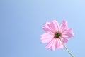 purple pink cosmos flower in garden on blue sky background Royalty Free Stock Photo