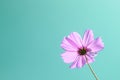 Purple pink cosmos flower in garden on blue sky background, pastel style Royalty Free Stock Photo