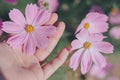 Purple and Pink cosmos flowers in the nature background after rainy Royalty Free Stock Photo