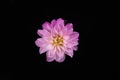 Purple and pink dahlia petal flower centered on black background Royalty Free Stock Photo