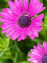 Purple pink daisy flower closeup Royalty Free Stock Photo