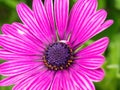 Purple pink daisy flower closeup Royalty Free Stock Photo