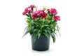 purple pink dianthus flower in flowerpot. potted on white isolated background Royalty Free Stock Photo