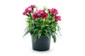 purple pink dianthus flower in flowerpot. potted on white isolated background