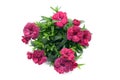 purple pink dianthus flower in flowerpot. potted on white isolated background