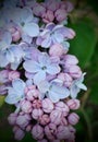 Purple pink double blossom lilac stem blooms flowers