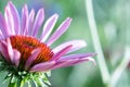 Purple pink echinacea coneflower close up floral background Royalty Free Stock Photo