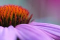 Purple pink echinacea coneflower macro Royalty Free Stock Photo