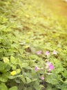 Purple or pink flower growth on blurred yellow flowers of pinto peanut field