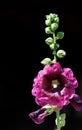 Purple pink flower of Mallow, Alcea rosea, Family malvaceae also known as Hollyhock with green stem and buds on black background.