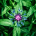 A purple and pink flower with thin, spiky petals surrounded by green leaves. Purple flower of a mountain cornflower