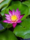 Purple pink flower water lily Nymphaea capensis nouchali var. caerulea ,Egyptian lotus plants ,Nymphaeaceae ,macro image ,tropical Royalty Free Stock Photo