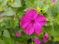 Purple pink flowers against bright foliage background