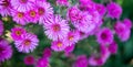 Purple pink flowers banner or panorama background picture. Beautiful gently flowers in the own garden Royalty Free Stock Photo