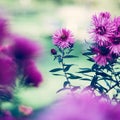 Purple pink flowers banner or panorama background picture. Beautiful gently flowers in the own garden Royalty Free Stock Photo
