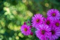 Purple pink flowers banner or panorama background picture. Beautiful gently flowers in the own garden Royalty Free Stock Photo