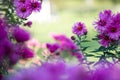 Purple pink flowers banner or panorama background picture. Beautiful gently flowers in the own garden Royalty Free Stock Photo