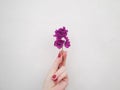 Purple and pink flowers in a female hand with red manicure. Fashion hand art, lilac pink flower in female fingers Royalty Free Stock Photo