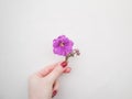 Purple and pink flowers in a female hand with red manicure. Fashion hand art, lilac pink flower in female fingers Royalty Free Stock Photo