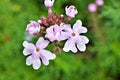 Purple pink flowers Glandularia bipinnatifida ,Chiricahensis ,Dakota mock vervain ,Prairie verbena ,Moradilla ,Verbenaceae ,herb p