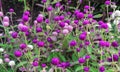 Purple and pink flowers Globe amaranth or Gomphrena globosa Royalty Free Stock Photo