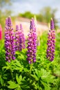 Purple and pink flowers lupins