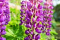Purple and pink flowers lupins