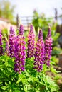 Purple and pink flowers lupins