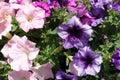 Purple and pink flowers of petunias Royalty Free Stock Photo