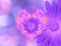 Purple-pink flowers, on pink-blue blurred background . Closeup. Bright floral composition, card for the holiday. collage of f Royalty Free Stock Photo