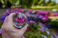 Purple and pink flowers reflected in a glass ball held by a male hand Royalty Free Stock Photo