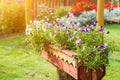 Purple and pink flowers in a wooden pot in the garden Royalty Free Stock Photo