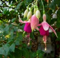 Fuchsia Blossom in the Shade