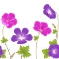 Purple And Pink Geranium Flowers