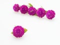 Purple and pink Globe Amaranth flower with a group laid in diagonal line on white background Royalty Free Stock Photo