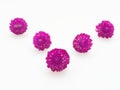 Purple and pink Globe Amaranth flower laid in group of five on white background Royalty Free Stock Photo