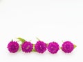 Purple and pink Globe Amaranth flower laid in horizontal line on white background Royalty Free Stock Photo