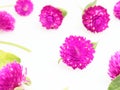 Purple and pink Globe Amaranth flower with stem and leaves in group on white background Royalty Free Stock Photo