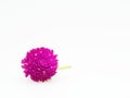 Purple and pink Globe Amaranth flower with stem on white background Royalty Free Stock Photo