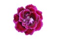 Purple-Pink gloxinia flower Royalty Free Stock Photo