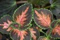 Purple, Pink and Green Coleus Leaves